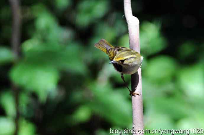 黄腰柳莺（6）