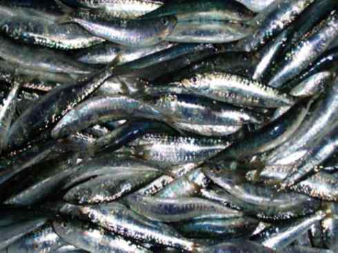 自然奇观：动物大迁徙(沙丁鱼)