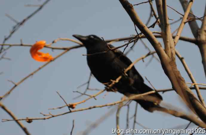 北京动物园的鸟类——谁爱吃柿子？（乌鸦）