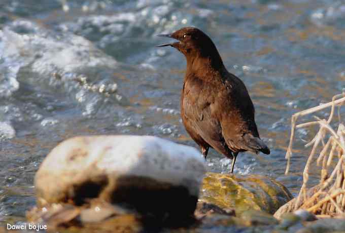 白河湾.夕阳.褐河乌