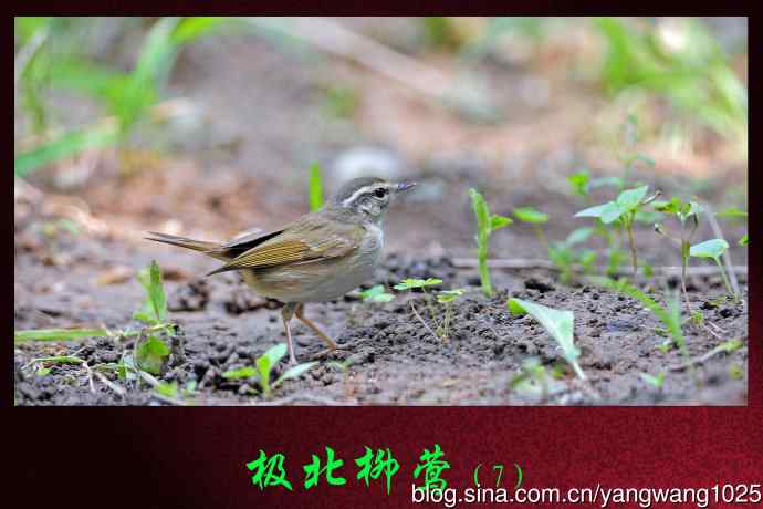 北京天坛公园的鸟类——极北柳莺（7）