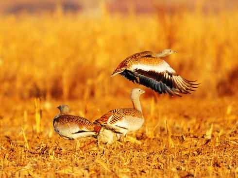 鸟类之最：大鸨