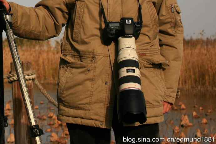 崇明东滩湿地公园观鸟记