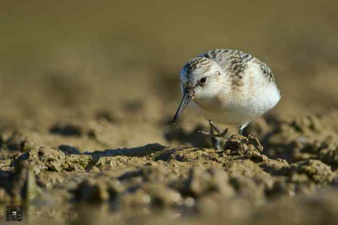 一组野鸭湖的鸻(heng)鹬(yu)类鸟