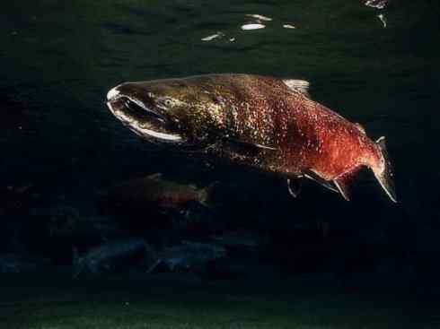 自然奇观：动物大迁徙(大马哈鱼)