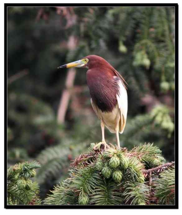 阳山摄鹭之池鹭篇