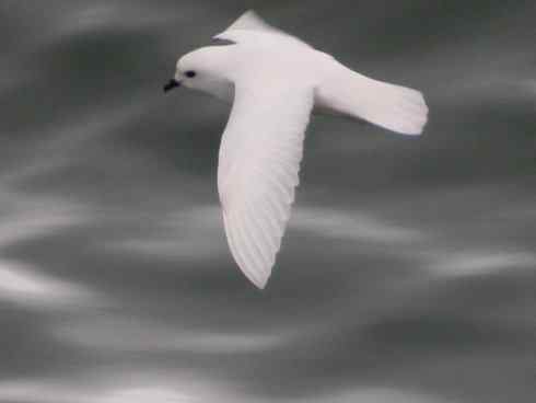 奇特的盔：雪海燕