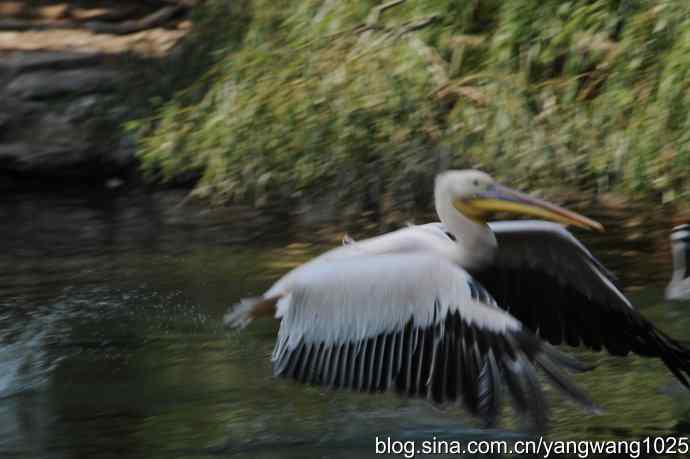 再拍大鹈鹕 wbr6