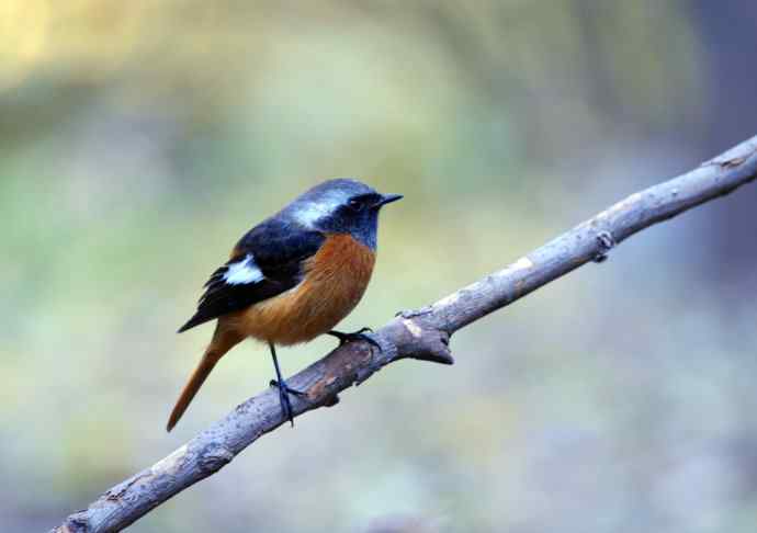 雄性北红尾鸲（10）