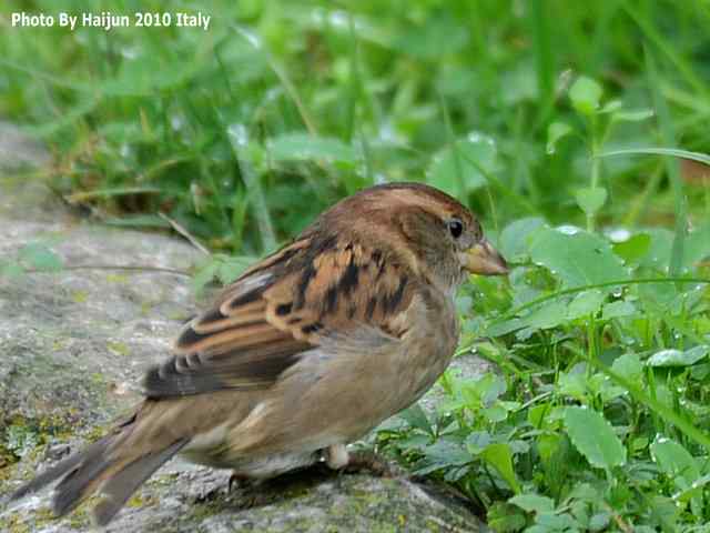 【亚平宁半岛之旅 wbr. wbr疑似洋家雀】