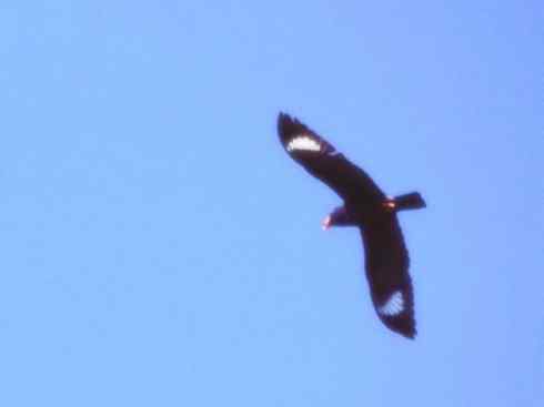 绝色攀禽：佛法僧目之三宝鸟