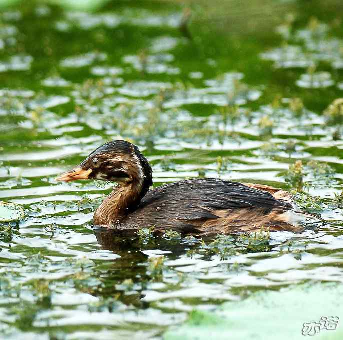 圆明园拍鸟——小小鸊鷉（数毛版）