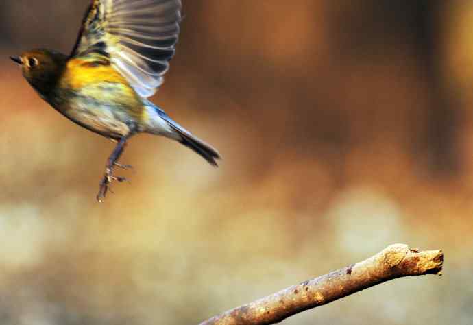 雌性红胁蓝尾鸲（17）