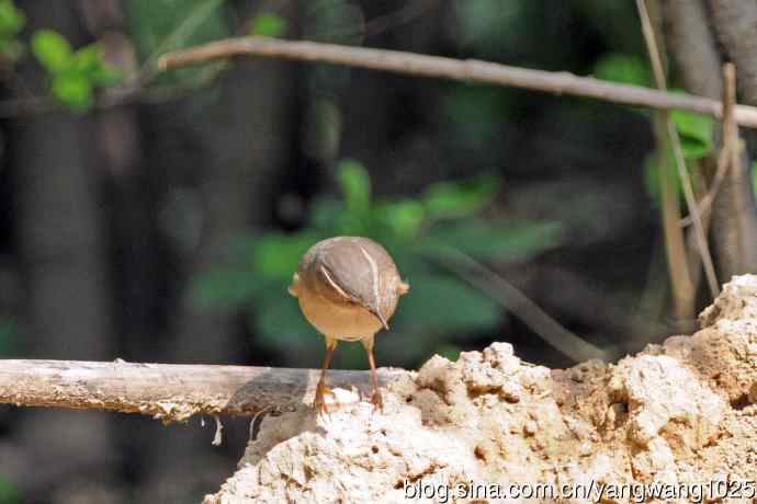 褐柳莺(12) 褐柳莺(12)