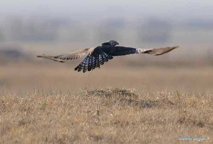 大鵟起兮神采飞扬 大鵟起兮神采飞扬