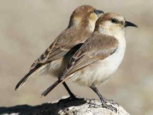另类鸟类建筑师之二（褐背拟地鸦、雪雀）
