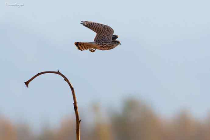 角百灵 wbr野鸭湖的一天 角百灵 wbr野鸭湖的一天