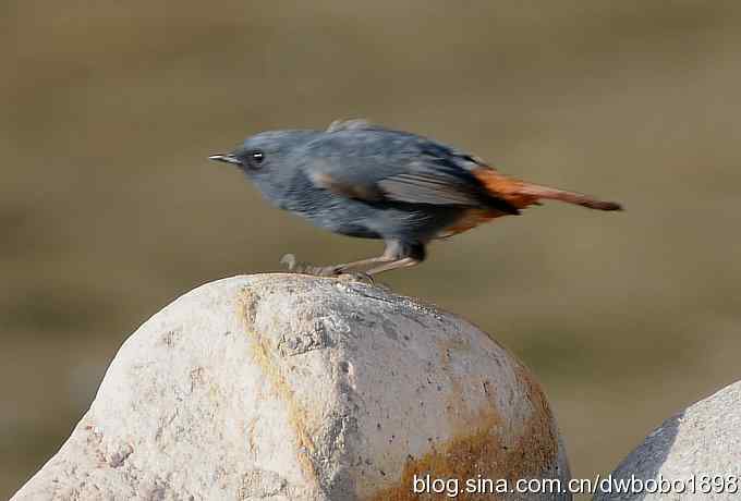 红尾水鸲和十渡众小鸟