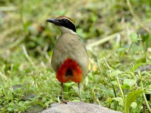 美丽无罪：雀鸟之八色鸫