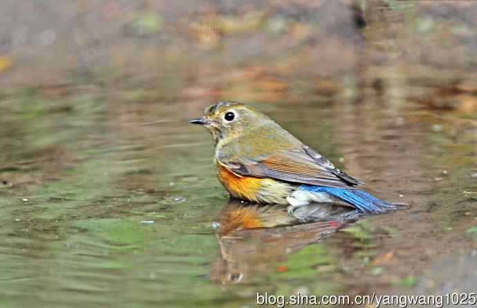 雌性红胁蓝尾鸲(63) 雌性红胁蓝尾鸲(63)