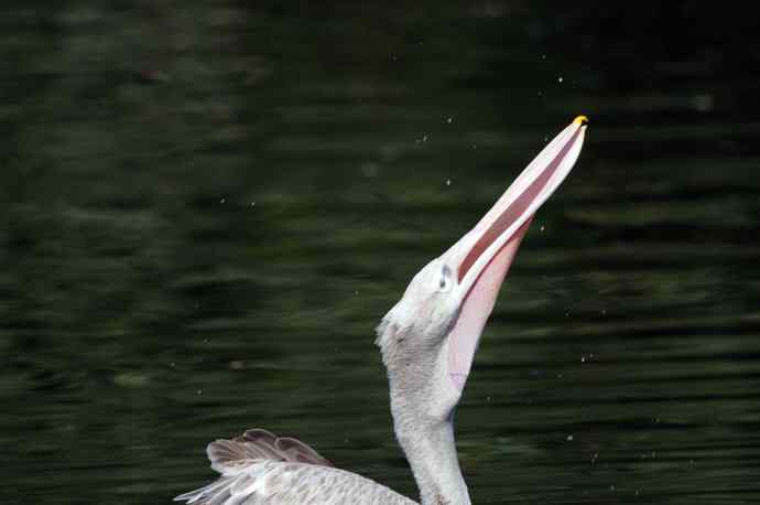 北京动物园的鸟类——吃鱼的鹈鹕