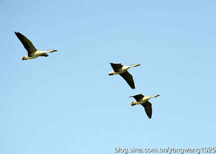 上庄水库的收获（鸿雁）1