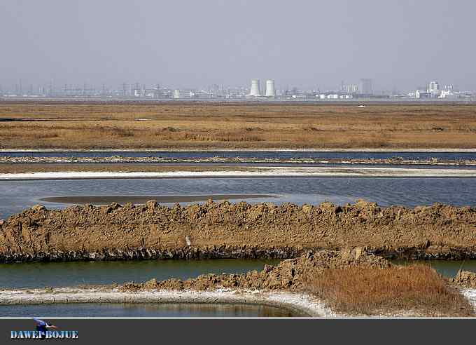 迁徙的鸟：群飞的黑尾塍鹬