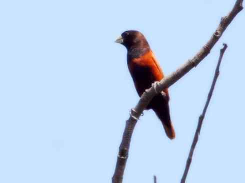 家禽驯化之源之十七