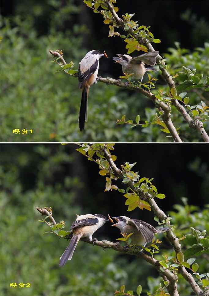 207.小伯劳成长记（3）亲鸟育儿篇