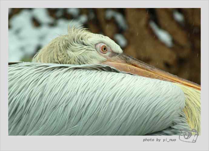 北京动物园水禽（2009-11-12）