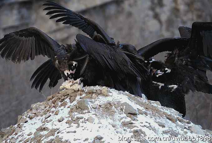 实拍京城雪后秃鹫的生猛大餐