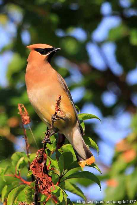 雪松太平鸟（5）