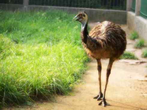 家禽驯化之源之十二 家禽驯化之源之十二