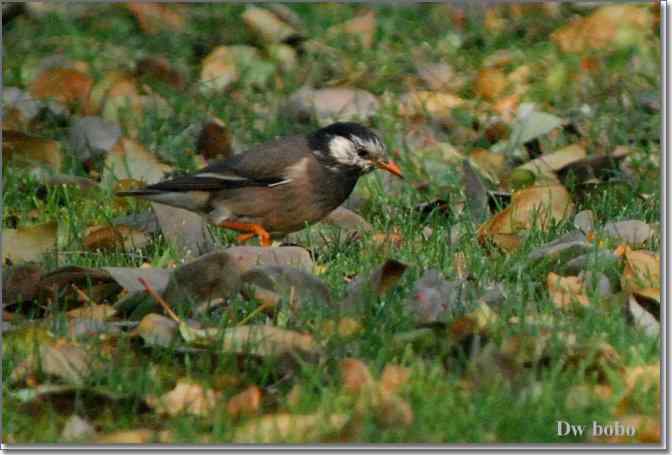 点击图片或使用键盘← →翻页