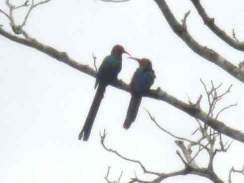 绝色攀禽:戴胜与林戴胜 绝色攀禽:戴胜与林戴胜