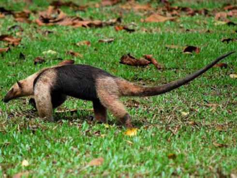 盘点十二大著名食蚁动物:食蚁兽 盘点十二大著名食蚁动物:食蚁兽
