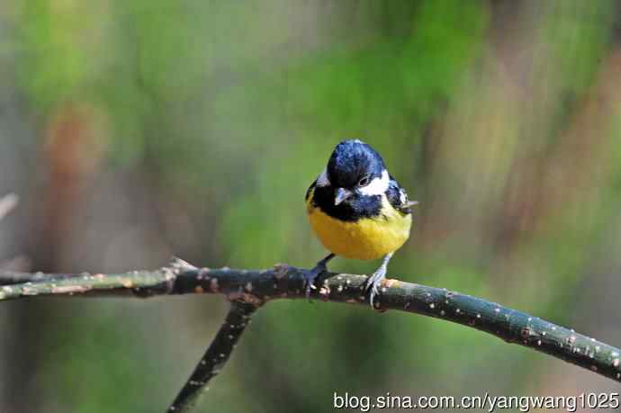 黄腹山雀（15）