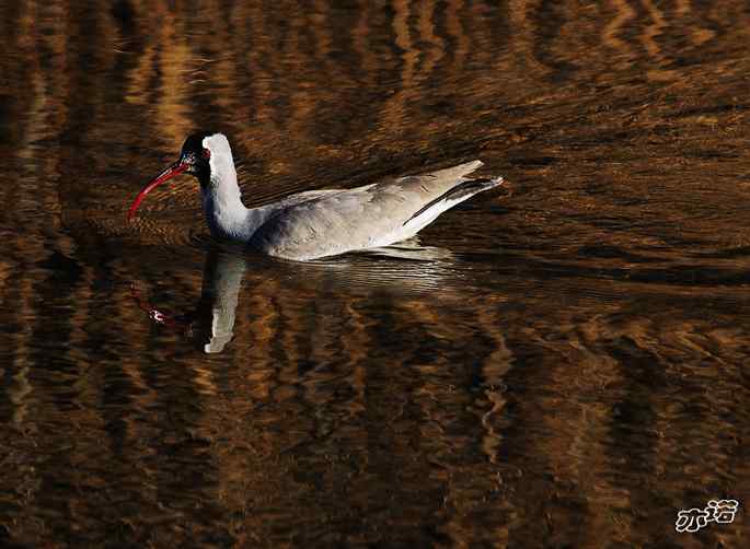 白河峡谷 wbr路 wbr鹮(huán wbr)嘴鹬(yù) 白河峡谷 wbr路 wbr鹮(huán wbr)嘴鹬(yù)