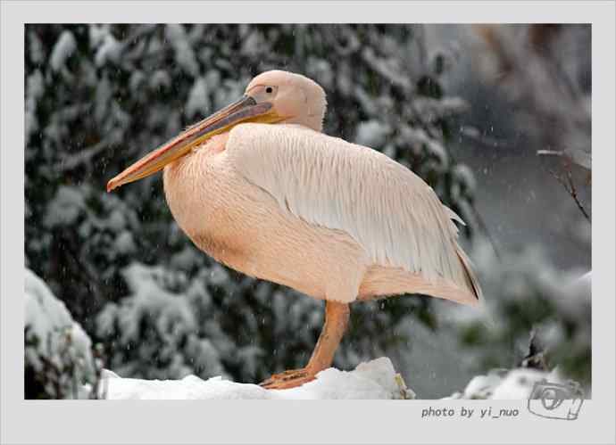 北京动物园水禽（2009-11-12）