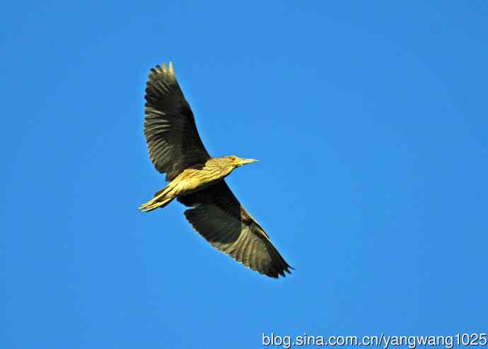 北京动物园的鸟类——飞（夜鹭）47