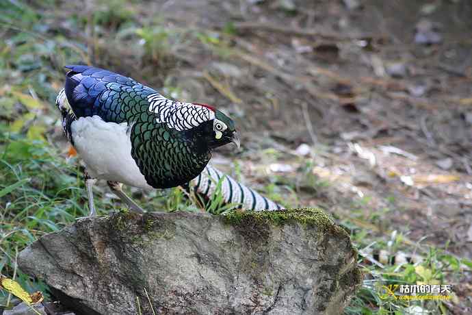 康定拍鈥湴赘菇跫︹