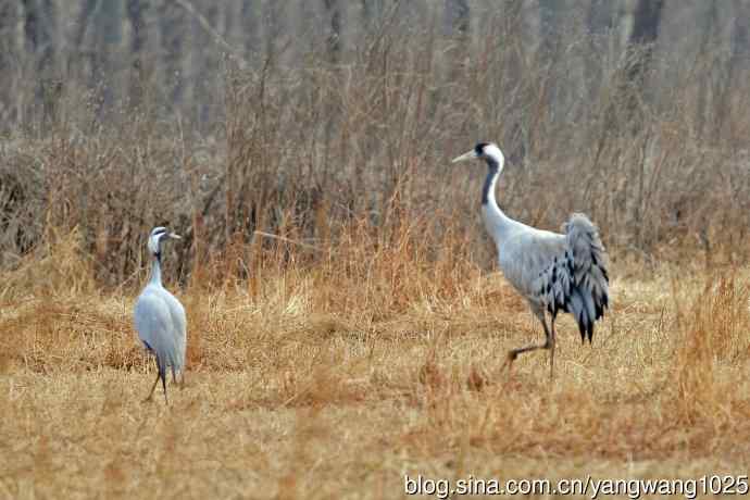 北京麋鹿苑的鸟类——灰鹤（2）