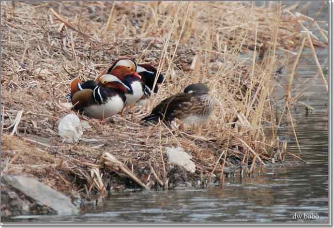 参加自然之友观鸟活动