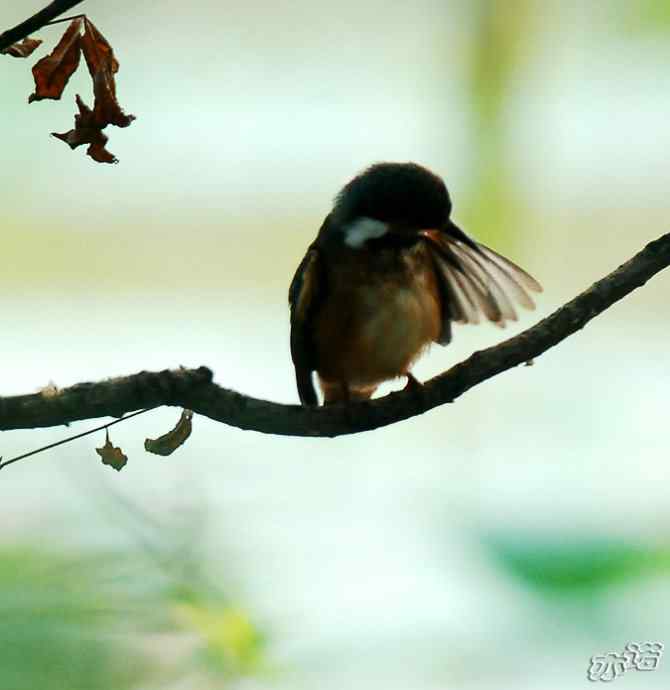 圆明园&nbsp;wbr路&nbsp;wbr林中的小翠