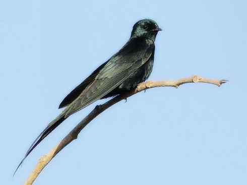 白头鸟系列:另类的美丽5 白头鸟系列:另类的美丽5