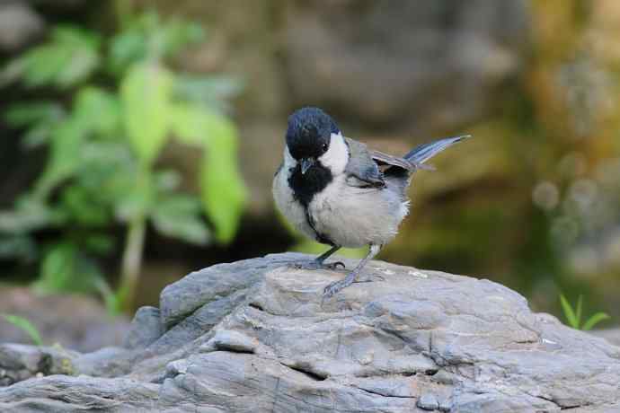 锡嘴雀与大山雀