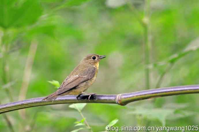 雌性绿背姬鶲（13）