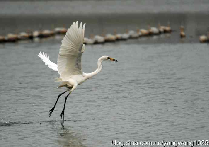 飞（白鹭）3