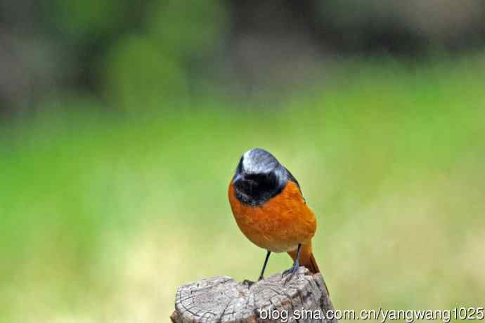 雄性北红尾鸲（34）