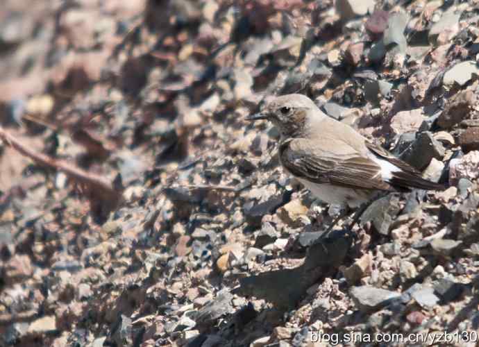 荒漠精灵鈥斺斈S（组图，7张图片）